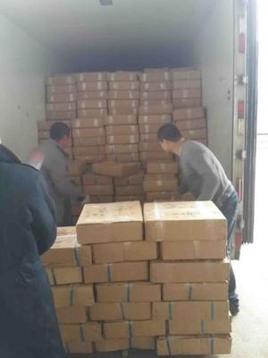 吳中區(qū)搬運(yùn)裝卸服務(wù)優(yōu)選指南 專(zhuān)業(yè)、高效、一呼百應(yīng)